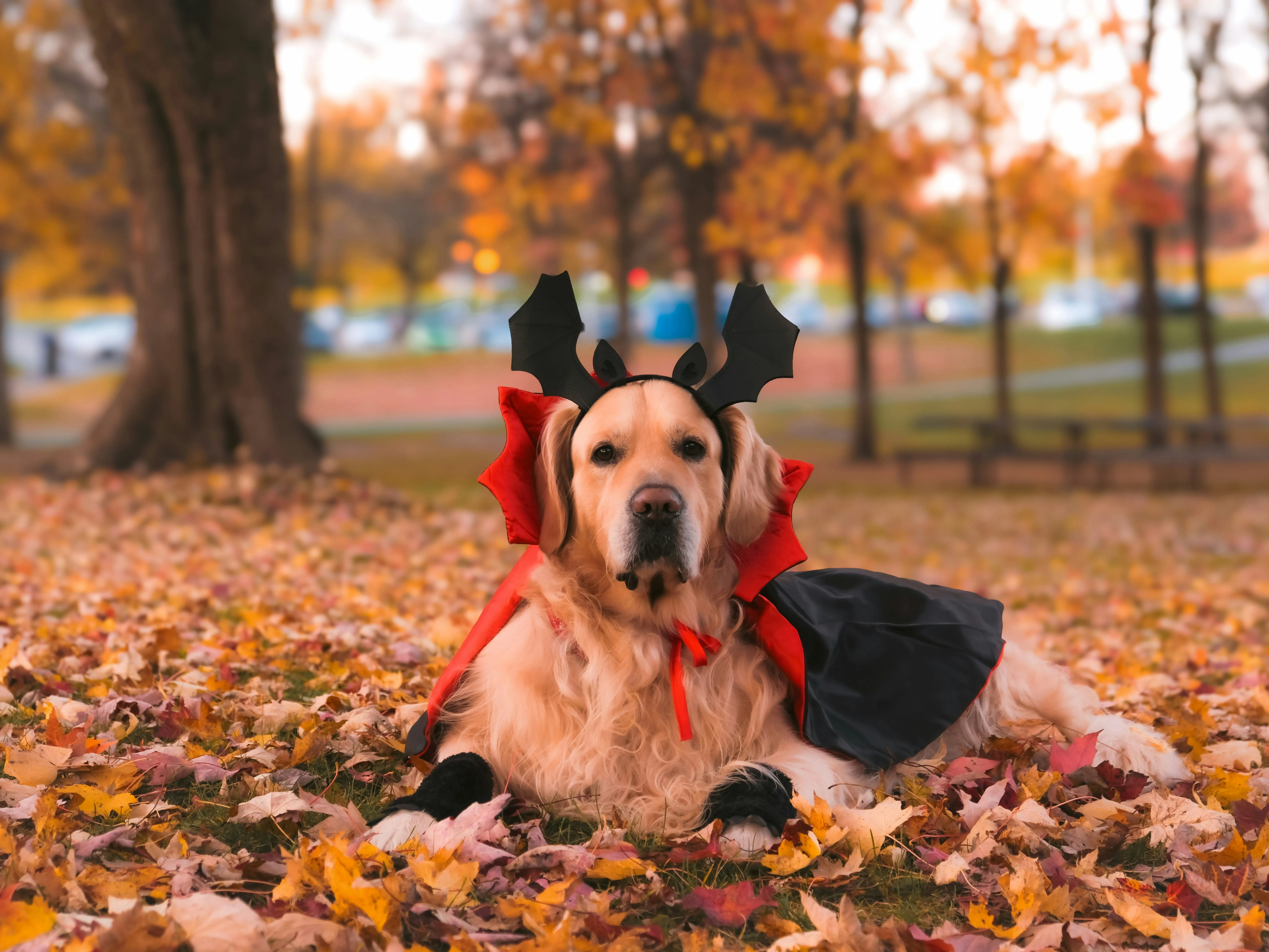 Halloween Fun with Your Furry Friends: A Pet Parent's Complete Guide – article image