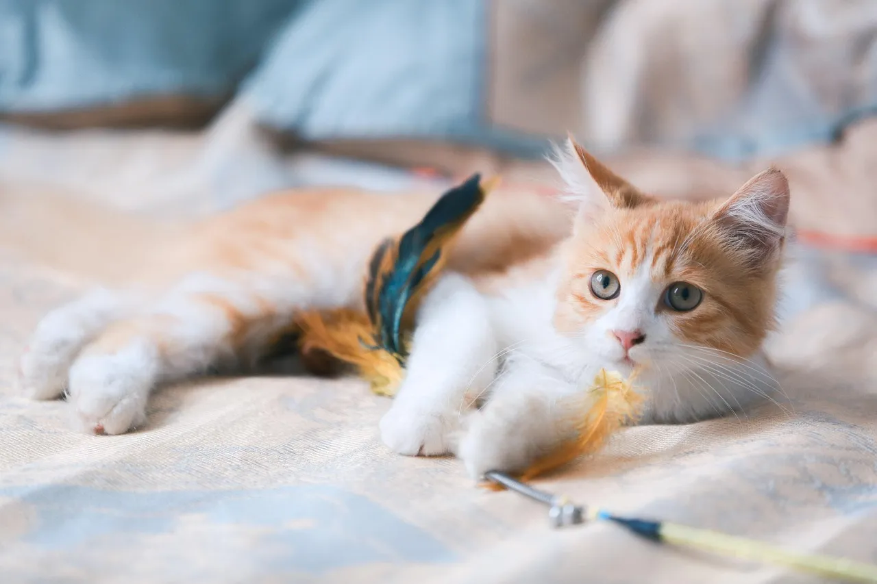 How to Train Your Kitten: A Positive, Practical Guide – pet care article image