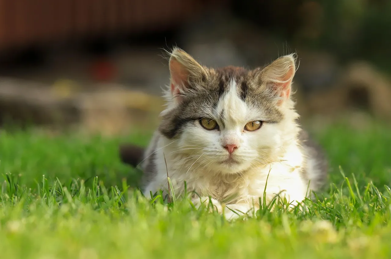 Yes, Cats Can Hike Too: A Beginner’s Guide to Cat Hiking
