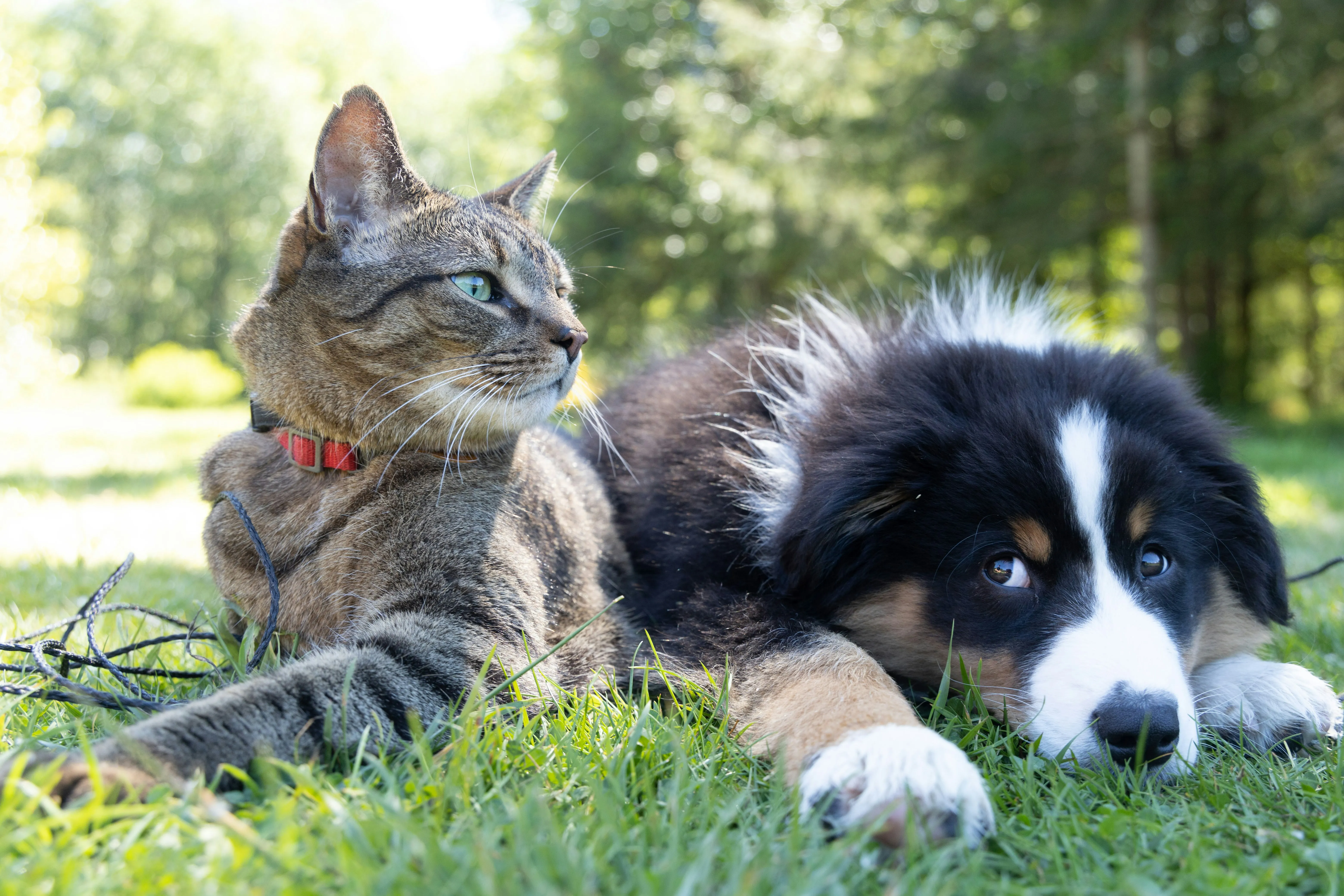 Cat and a dog lying on the grass; Sniffaloo pet name generator hero background
