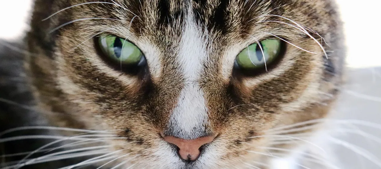 Cat eyes