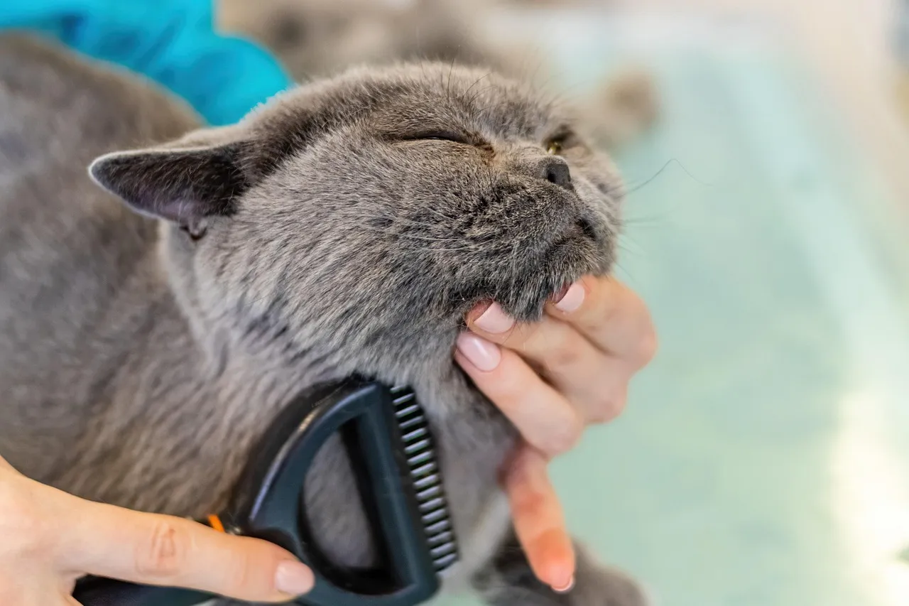 The Complete Guide to Cat Grooming: Essentials, Tips & Best Practices – pet care article image