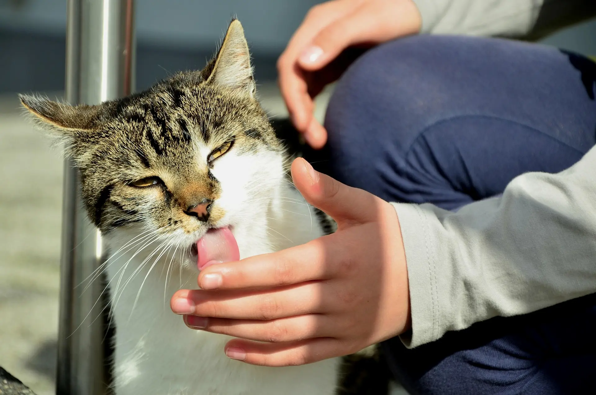 Why Does My Cat Lick Me? What It Means When Your Cat Grooms You – pet care article image