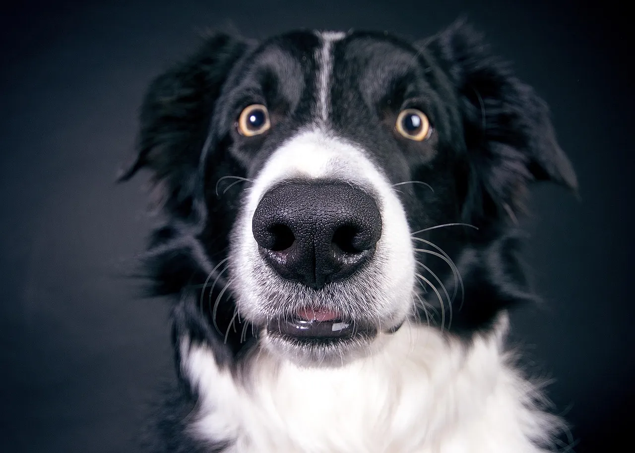 The Ultimate Dog Starter Kit: Everything Your New Pup Needs – article image