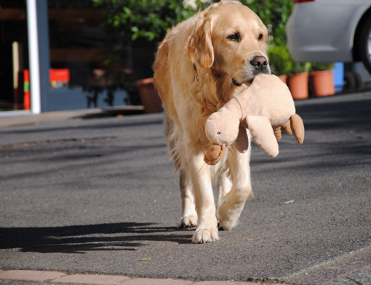 The Ultimate Pet Travel Checklist: Everything You Need for Stress-Free Adventures