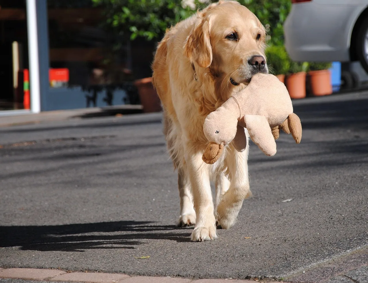 The Ultimate Pet Travel Checklist: Everything You Need for Stress-Free Adventures