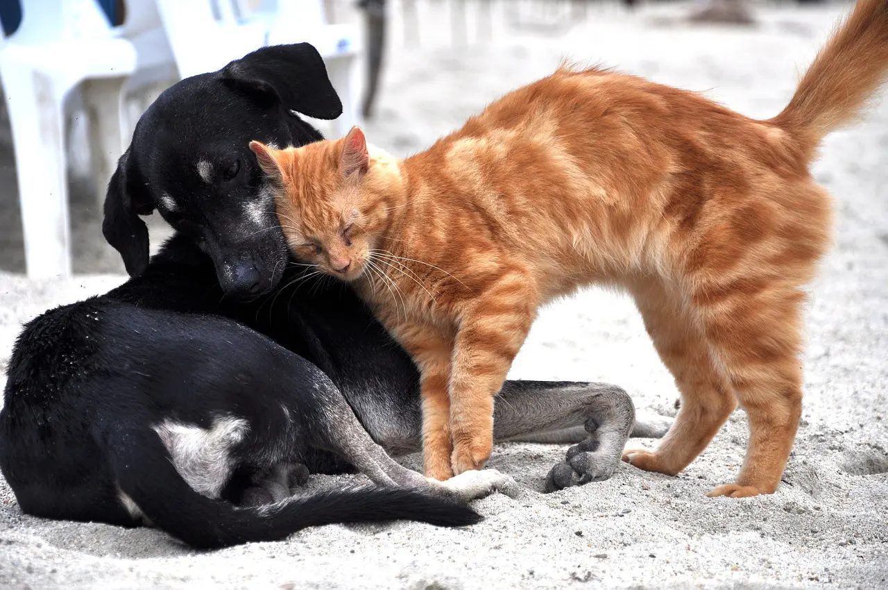 Background with dog and a cat