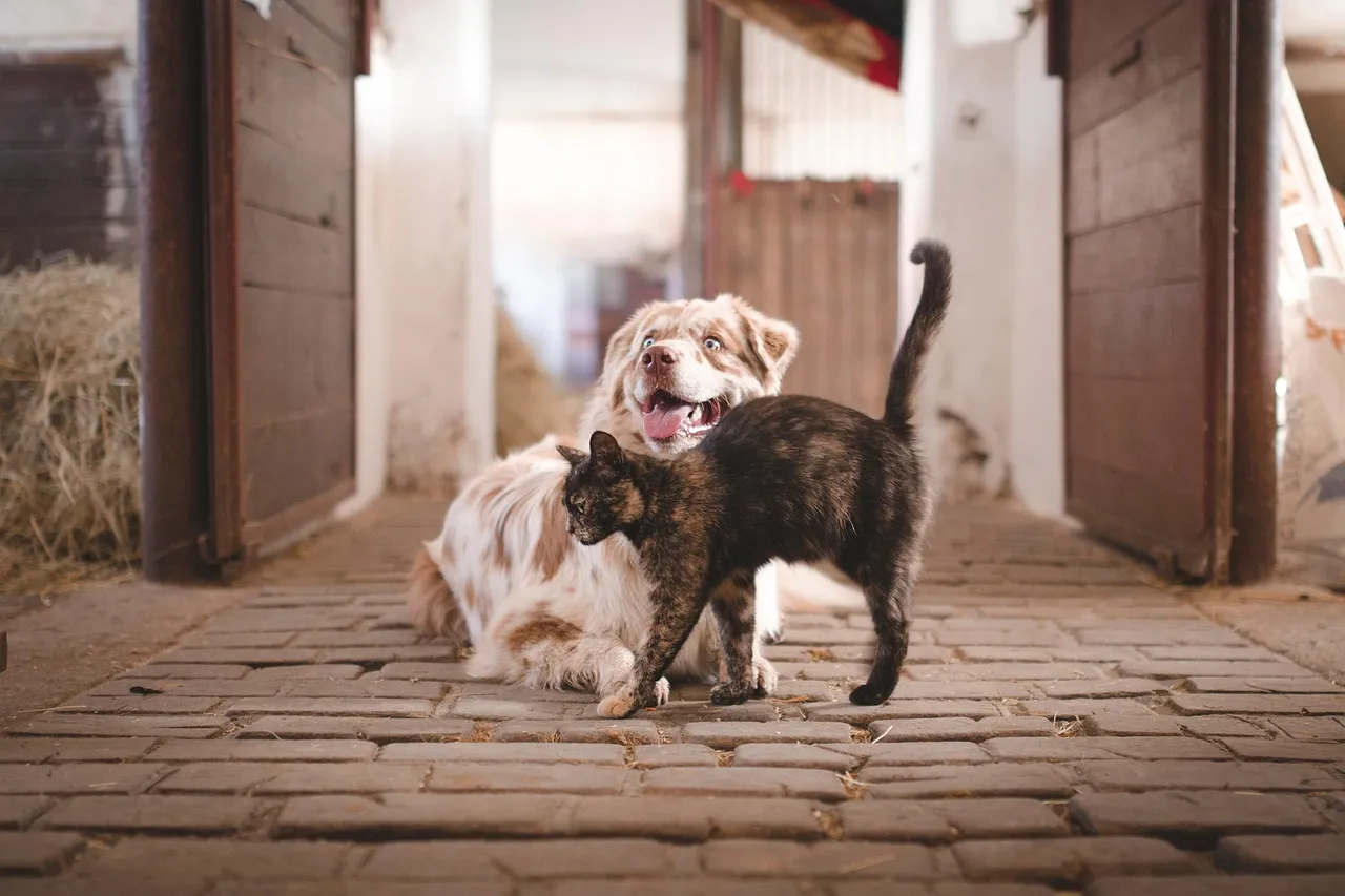 Dog and cat dressed up; Sniffaloo blog hero background