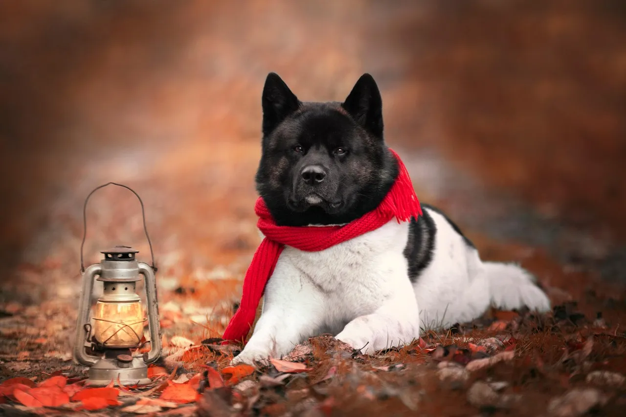 Winter Pet Safety: Protecting Paws, Pads & Health in Cold Weather – article image