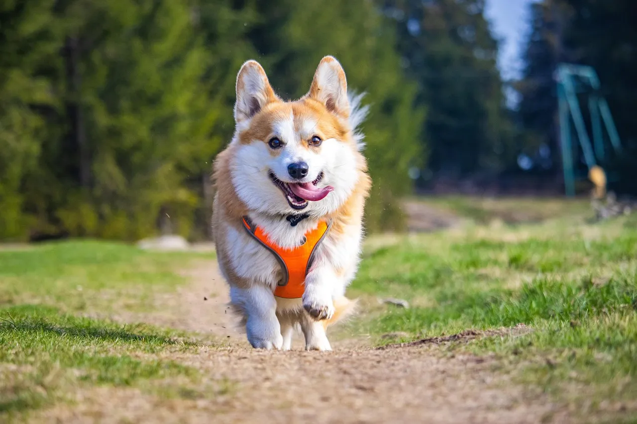 Best Dog Harnesses for Pulling: Stop Leash Drama Forever (2025) – article image