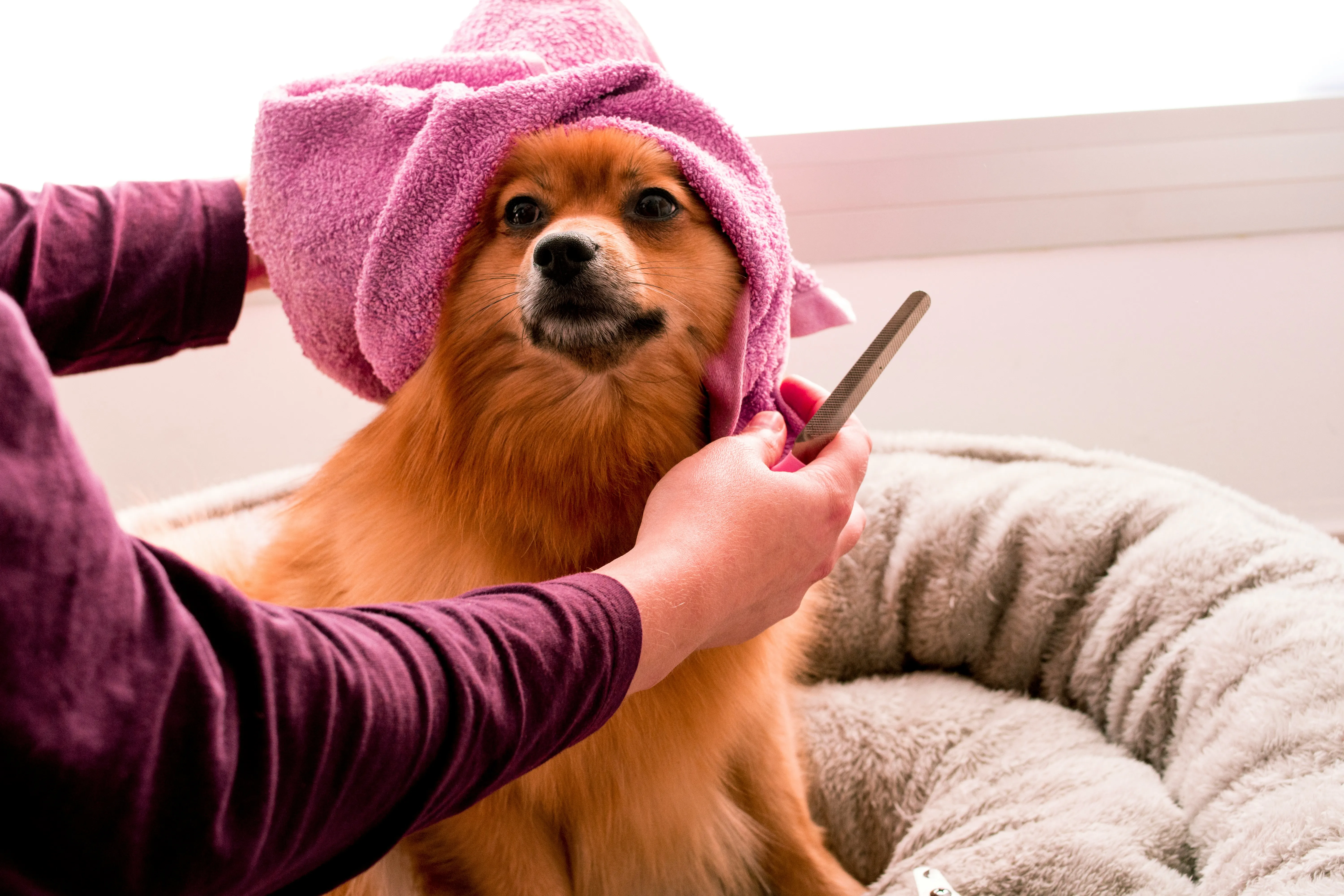 The Ultimate Dog Grooming Guide: Steps, Pro Tips & Best Products – pet care article image