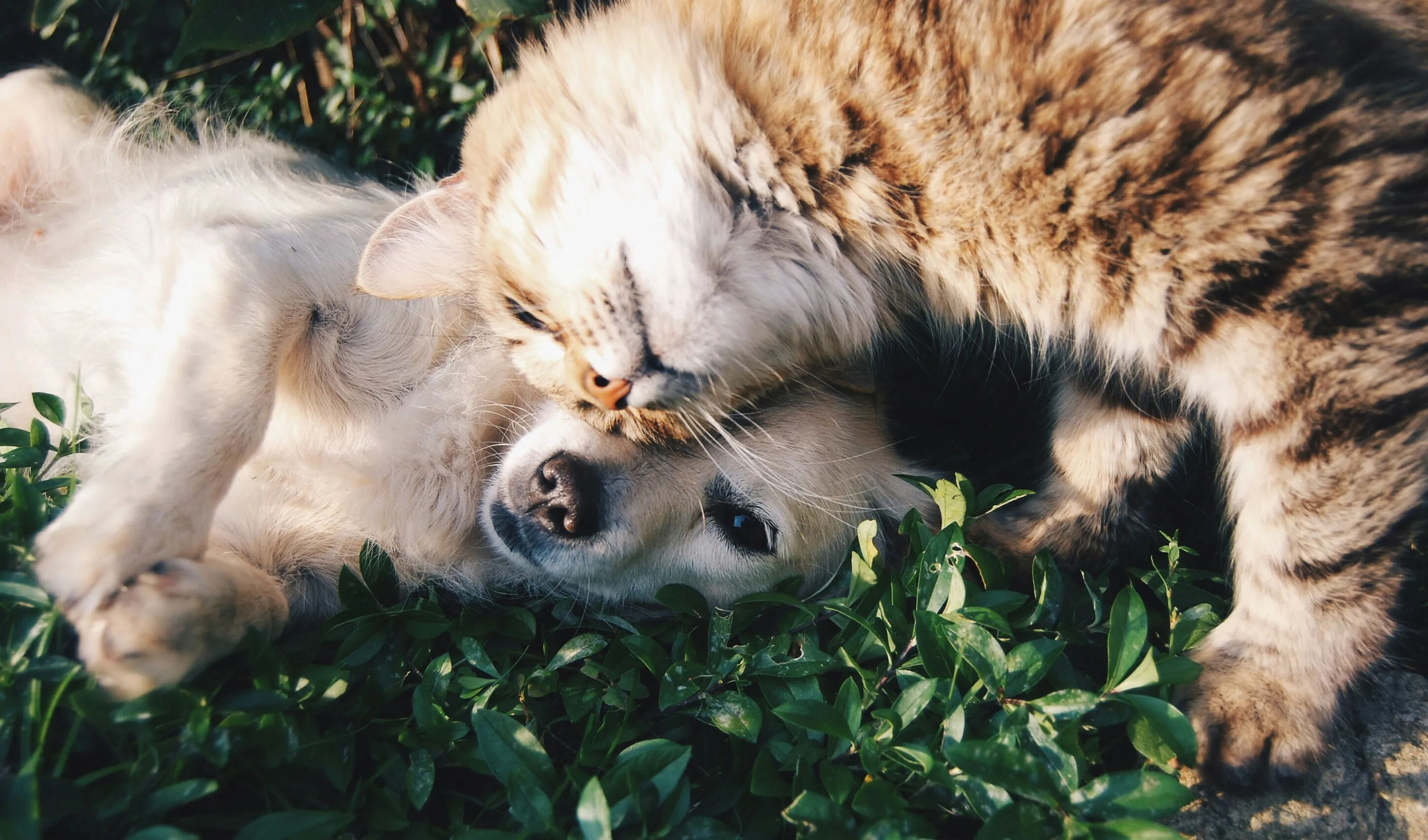 Dog and cat on the grass; Sniffaloo pet grooming quiz hero background