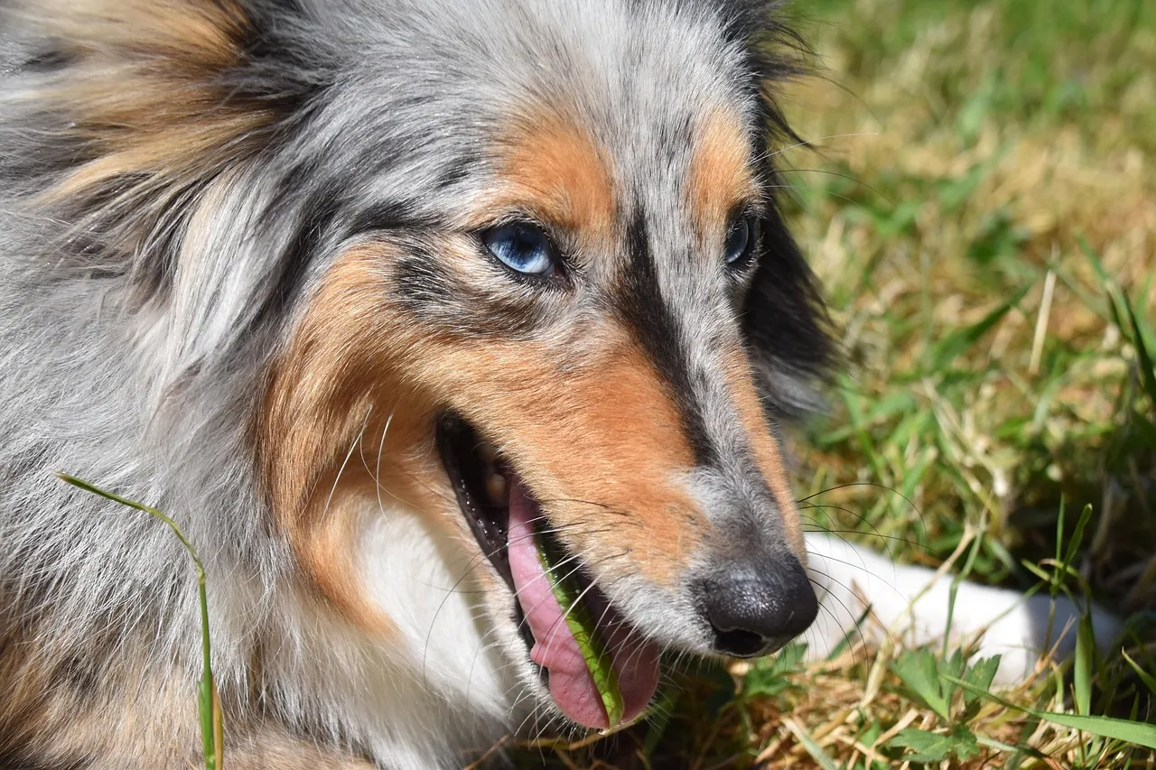 Why Does My Dog Eat Grass? The Surprising Truth Every Dog Owner Should Know – article image