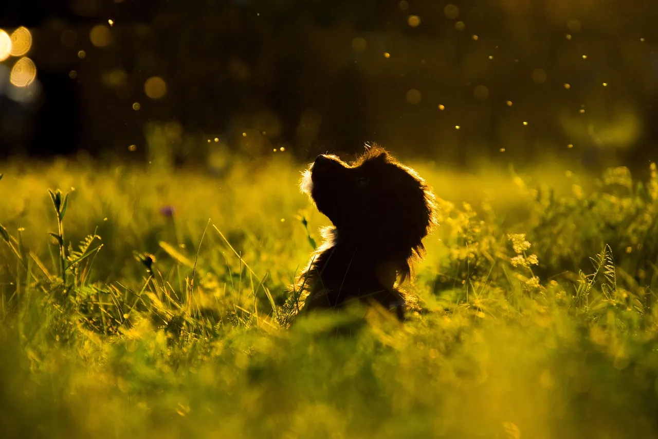 Dog and cat dressed up; Sniffaloo blog hero background