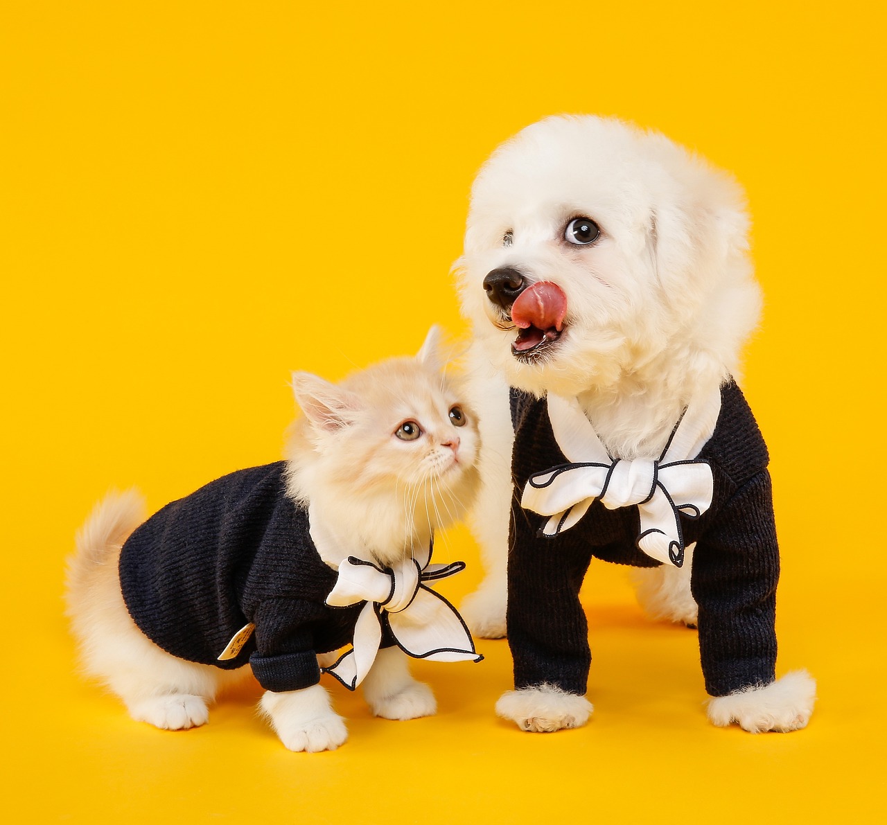 Background with dog and a cat