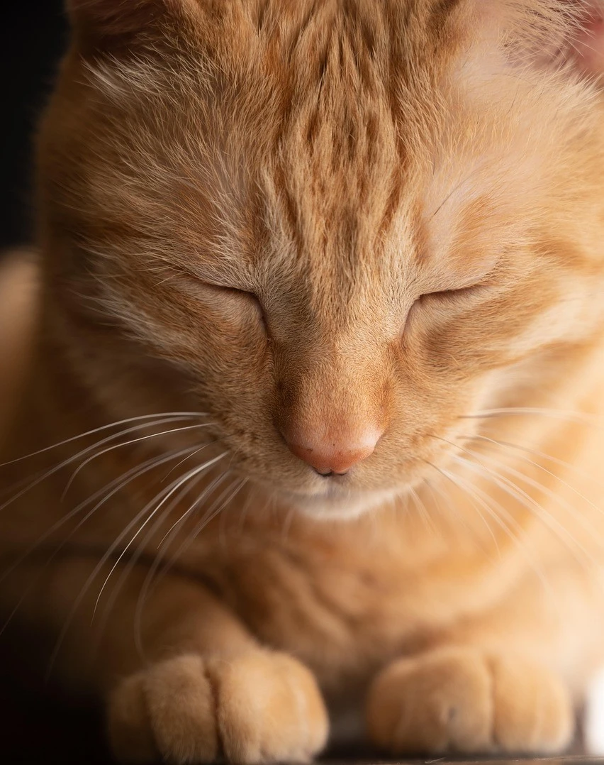 Cat Blackheads (Feline Acne): Causes, Treatment & Prevention Guide – pet care article image