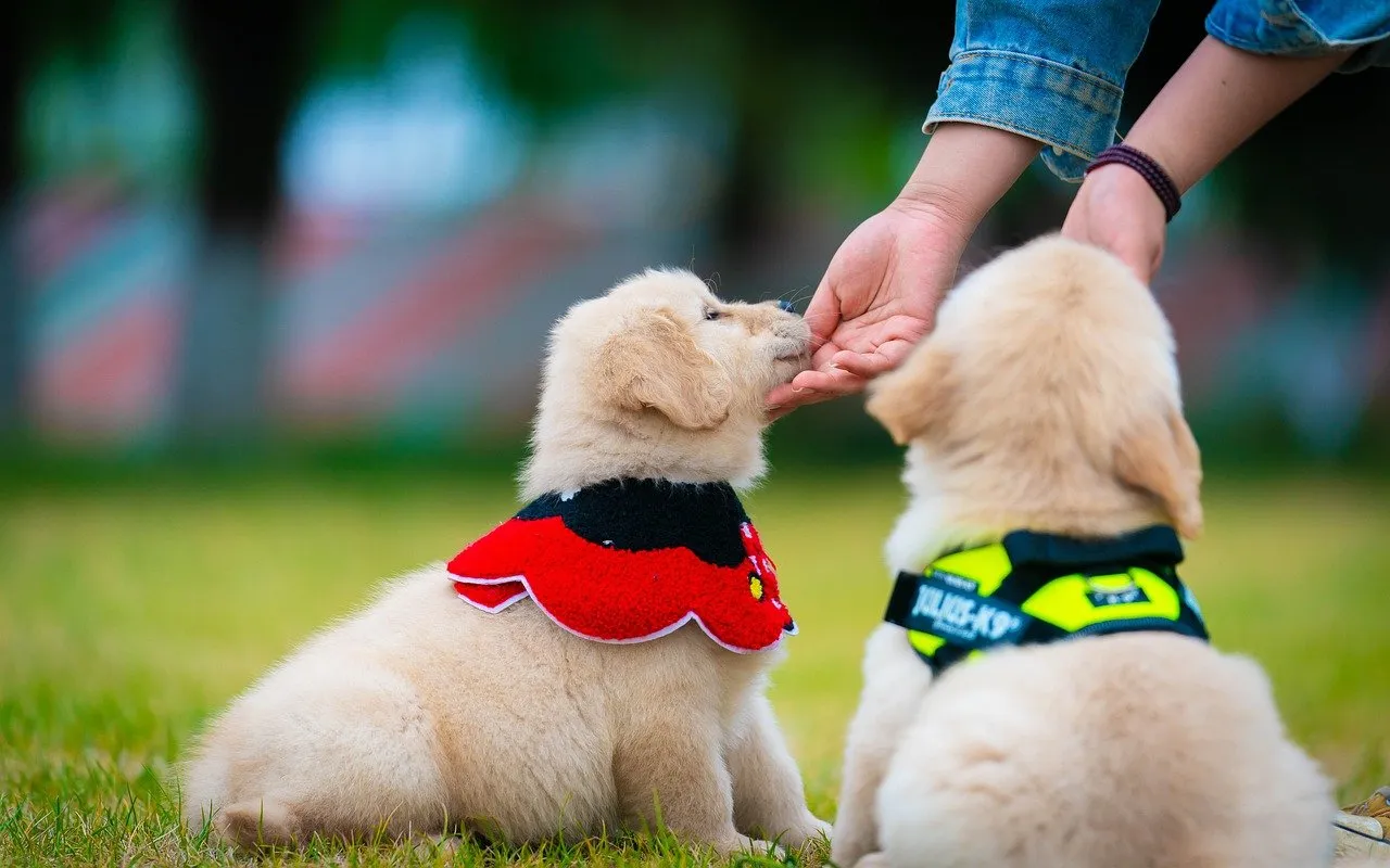How to Train Your Puppy: A Positive, Practical Guide – article image