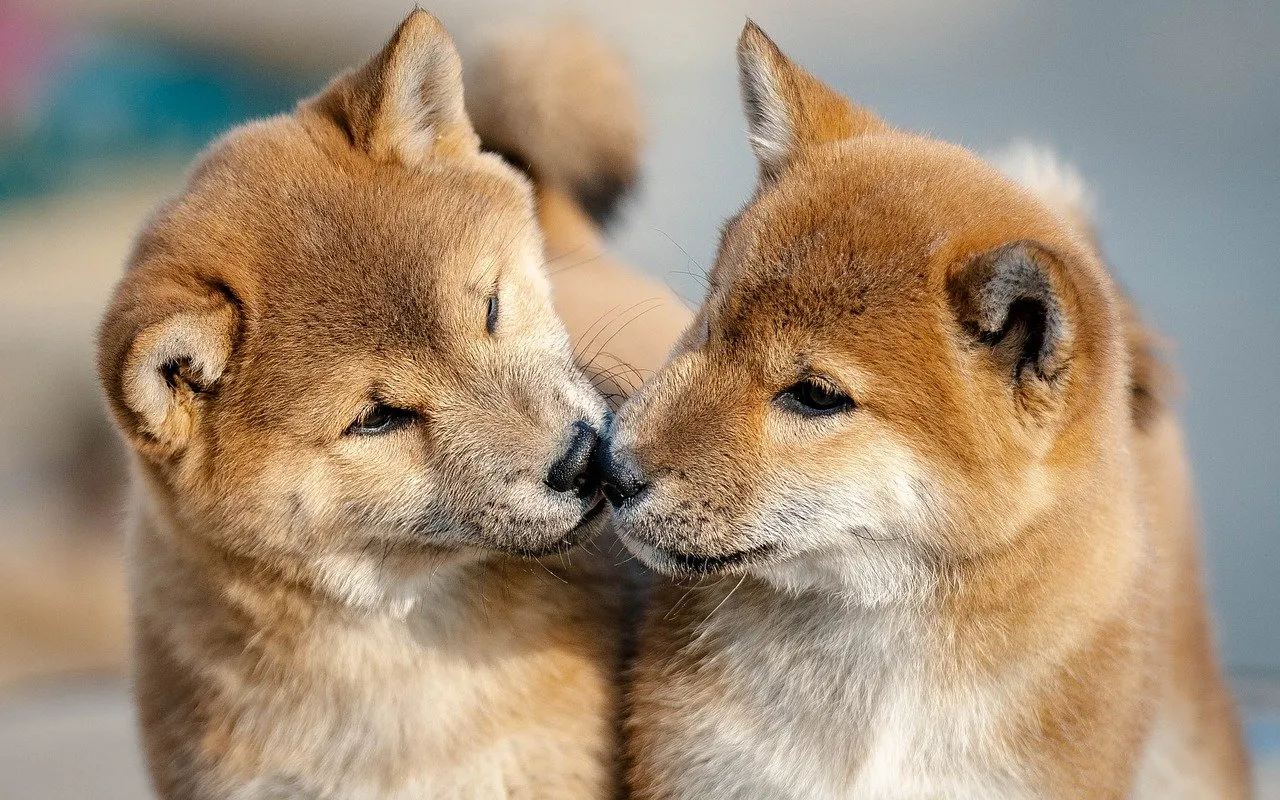 Two happy dogs sniffing; Sniffaloo helps pet parents choose better gear